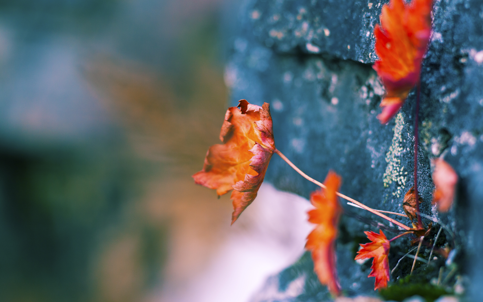 “武汉马拉松赛：谁能打破传统，赢得金牌？”