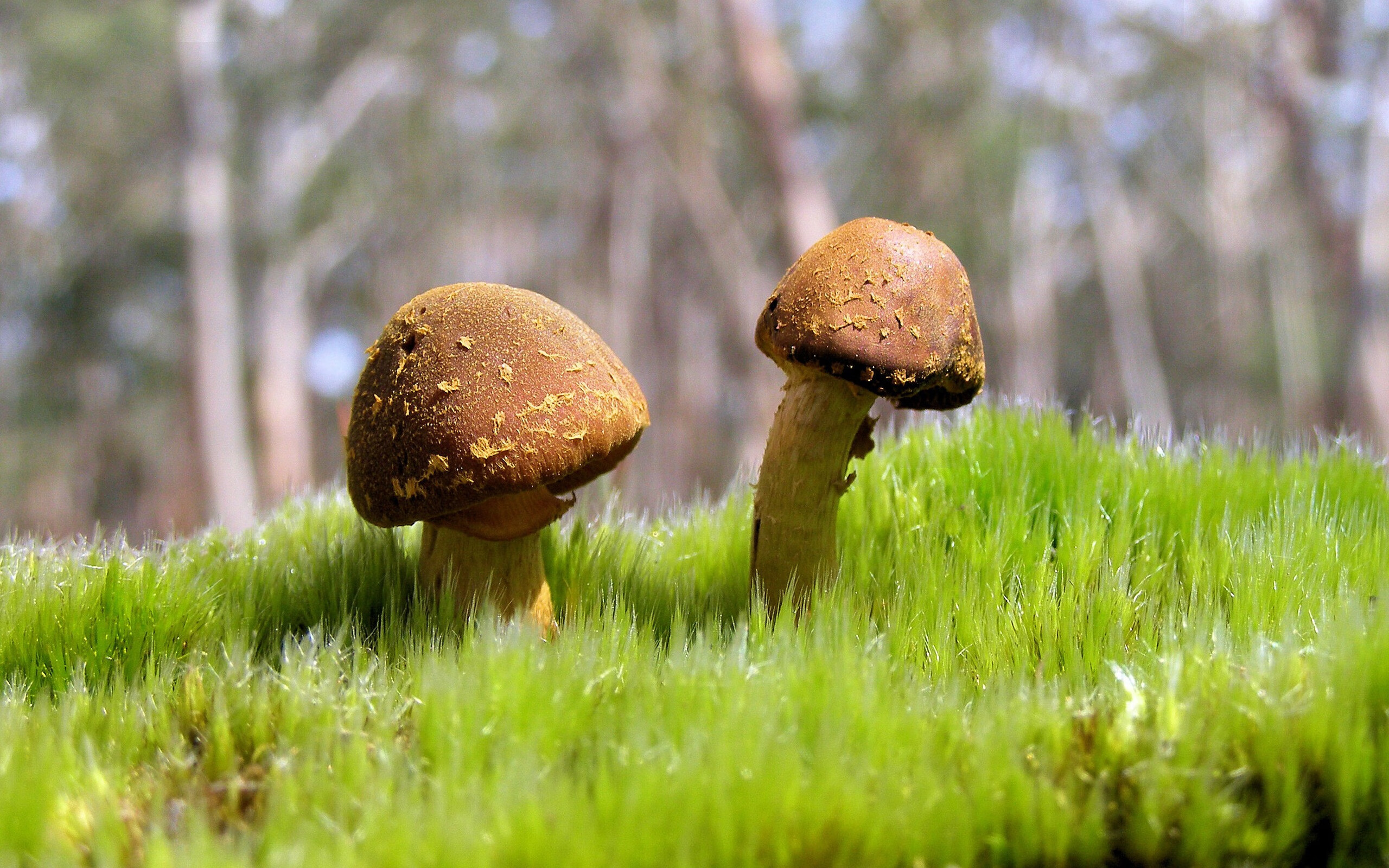 九游体育网站-“跨越极限！SHO-CHAN Run 2025赛道尽显速度与力量”