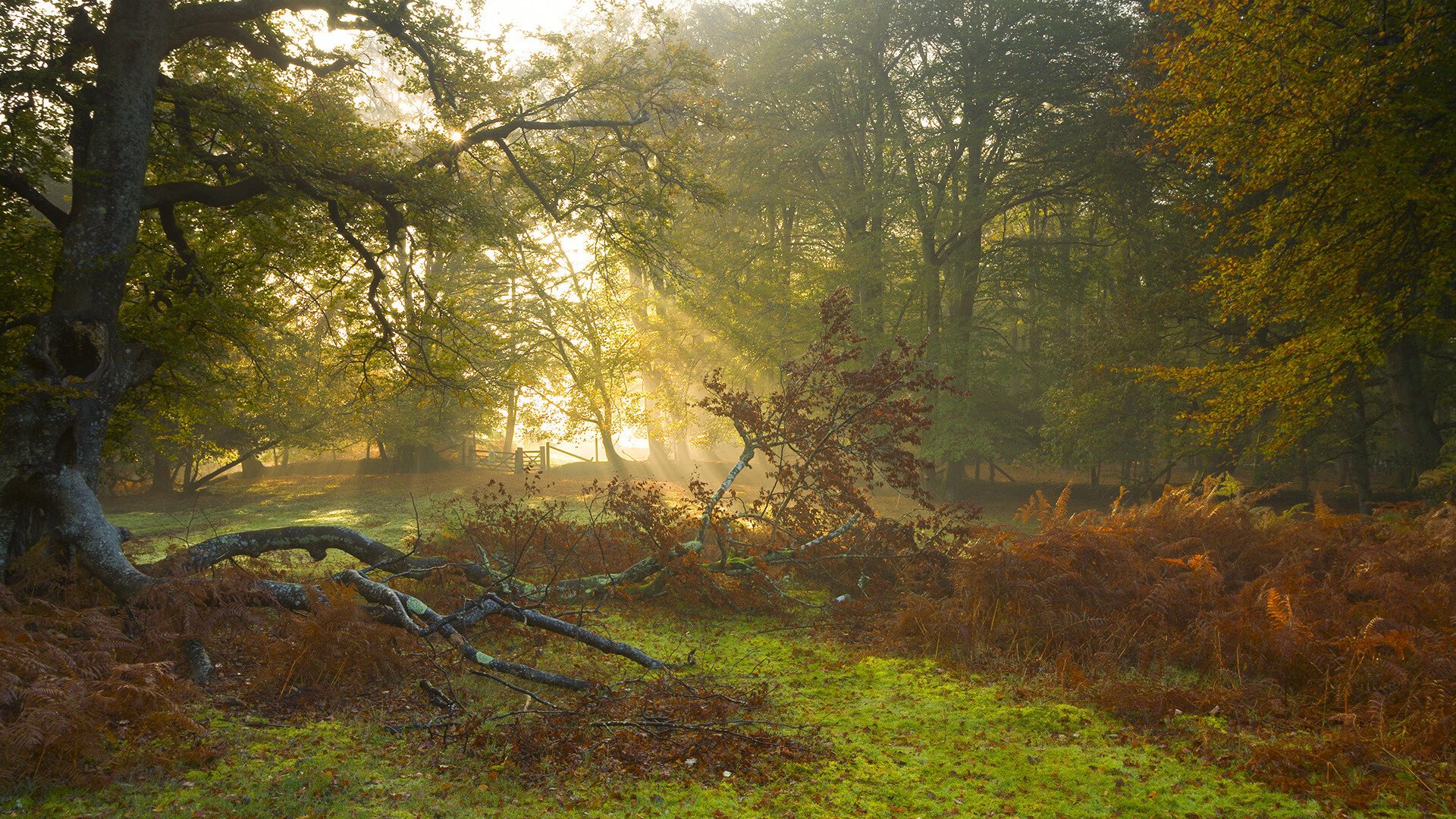 -博洛尼亚中锋持球推进吸引多人防守，博洛尼亚队阵容