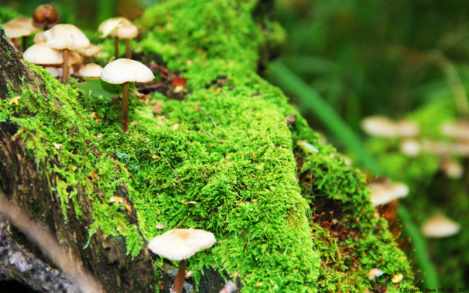 新加坡队赛制评析:如何通过科学安排调动每个球员的积极性,新加坡队第几个出场