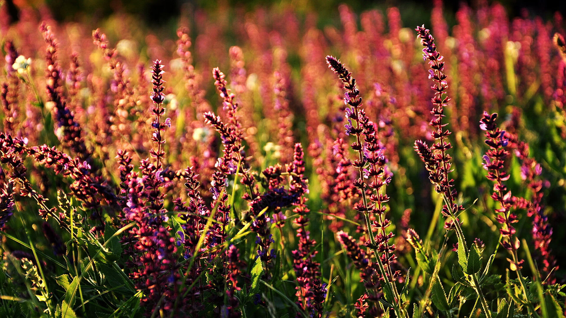 波兰队赛制解析：赛制中的团队协作与个体技术提升，波兰地区联赛